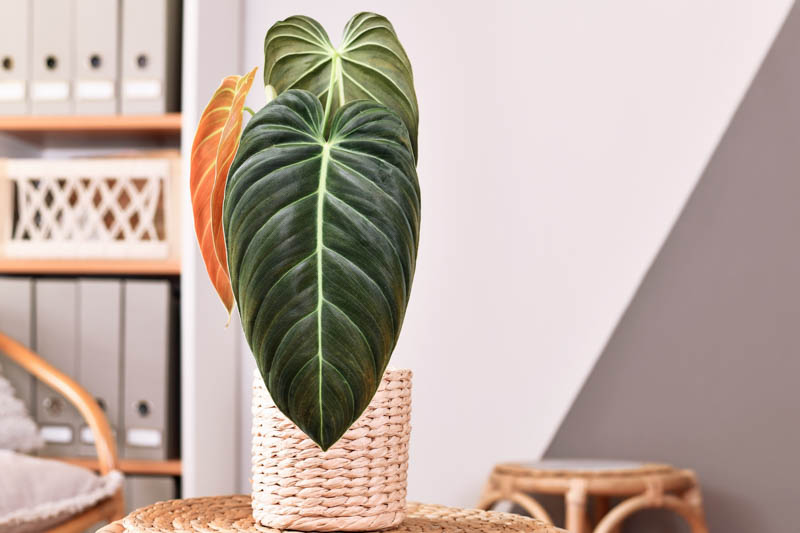 Philodendron Melanochrysum, Black Gold Philodendron, Houseplant, Houseplants