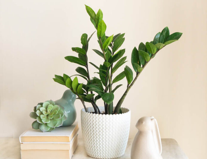 ZZ Plant, Fern Arum, Zanzibar, Gem, Zamioculcas zamiifolia, Houseplant