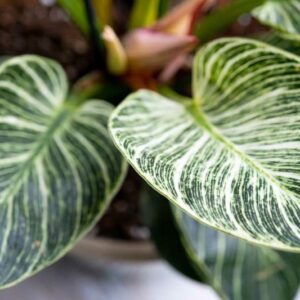 Birkin Philodendron, Philodendron Birkin, House Plant, Heartleaf Philodendron, Heart Leaf Philodendron, Houseplant, Variegated Houseplant