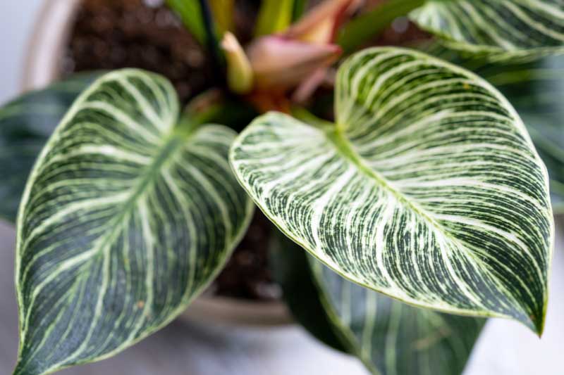 Birkin Philodendron, Philodendron Birkin, House Plant, Heartleaf Philodendron, Heart Leaf Philodendron, Houseplant, Variegated Houseplant