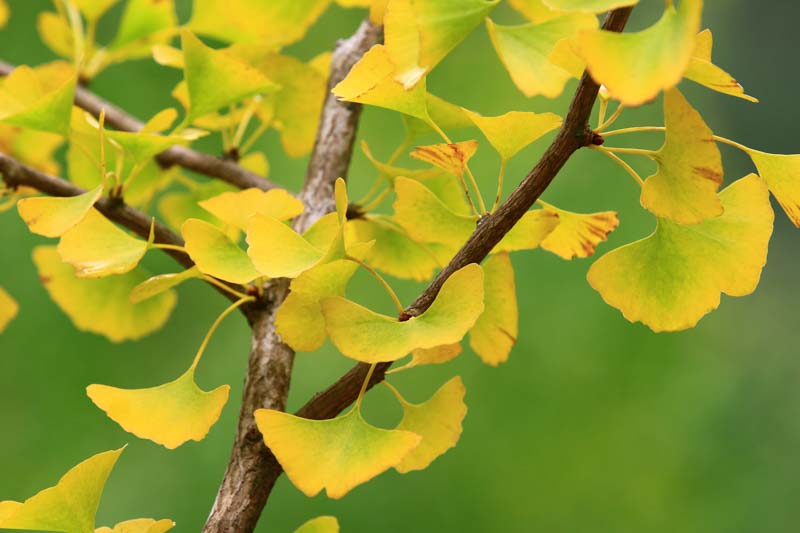 Ginkgo biloba, ginkgo tree, ginkgo biloba tree, fall color