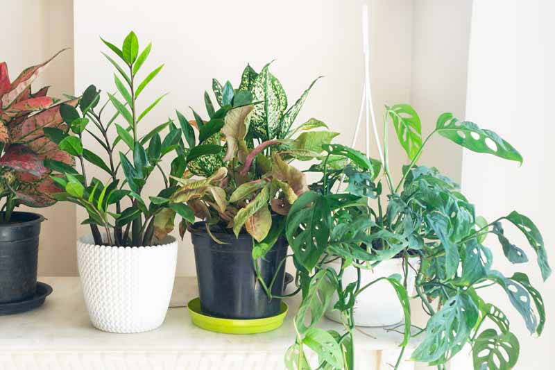 Red aglonema, Chinese Evergreen Plant, ZZ plant, Zamioculcas zamiifolia, Pink syngonium, monstera adansonii