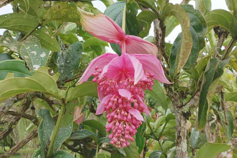 Tropical Flowers, Medinilla, Showy Medinilla, Rose Grape, Medinilla magnifica