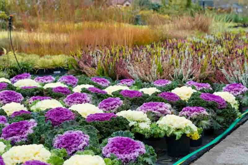 Ornamental Kale, Ornamental Cabbage, Flowering Kale, Flowering Cabbage