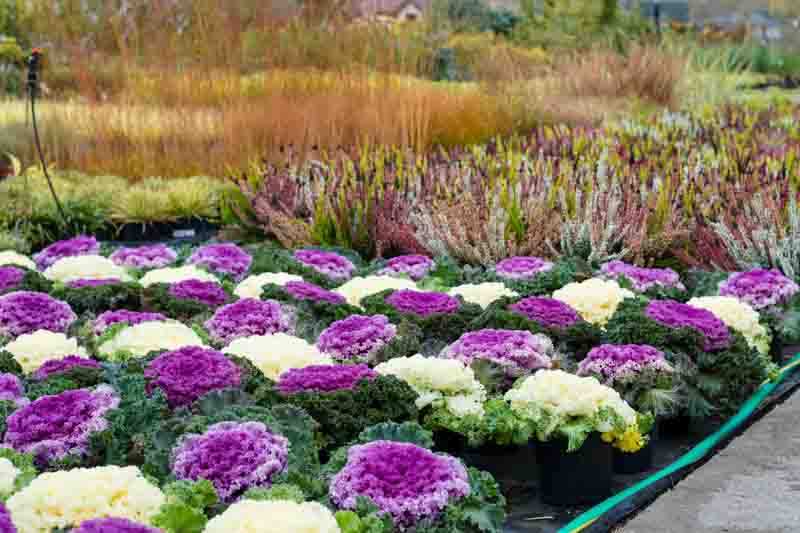 Ornamental Kale, Ornamental Cabbage, Flowering Kale, Flowering Cabbage