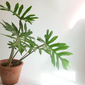 Philodendron mayoi, Houseplant, House Plant