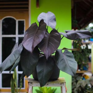 philodendron royal queen, royal queen philodendron, houseplant,houseplants