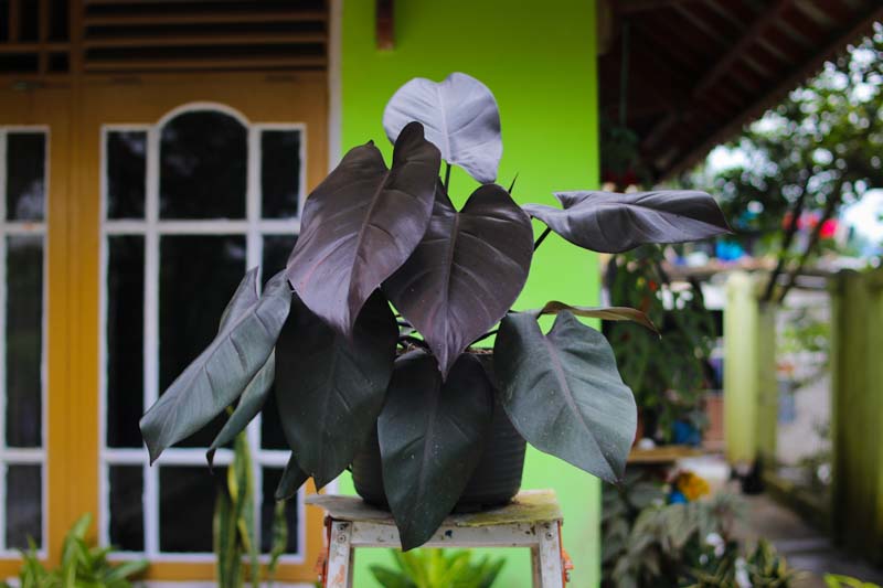 philodendron royal queen, royal queen philodendron, houseplant,houseplants