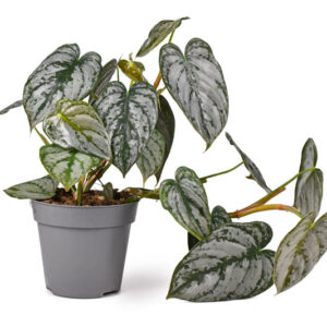 Philodendron Brandtianum. Houseplant, Houseplants