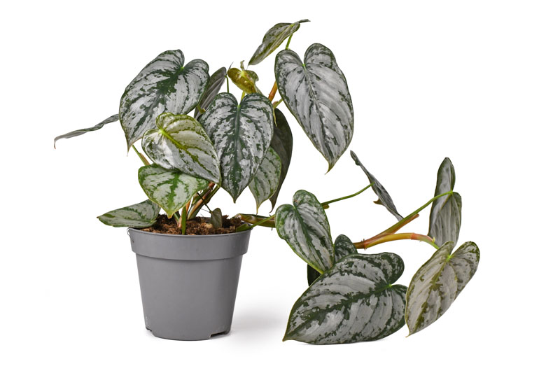 Philodendron Brandtianum. Houseplant, Houseplants