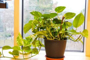 Pothos: The Ultimate Houseplant for Beauty and Air Quality