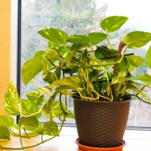 Golden Pothos, Devil's Ivy, Epipremnum aureum, Houseplant, Houseplants