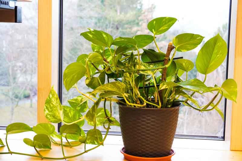 Golden Pothos, Devil's Ivy, Epipremnum aureum, Houseplant, Houseplants