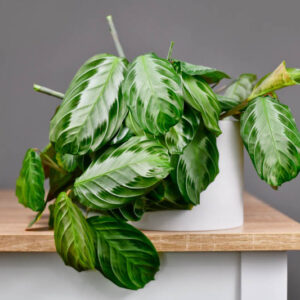 Prayer Plant, Maranta Leuconeura, House Plant, Houseplant