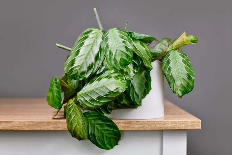 Prayer Plant, Maranta Leuconeura, House Plant, Houseplant