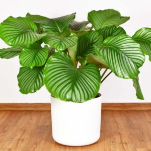 Calathea Orbifolia, Houseplant, Calathea rotundifolia, House Plant