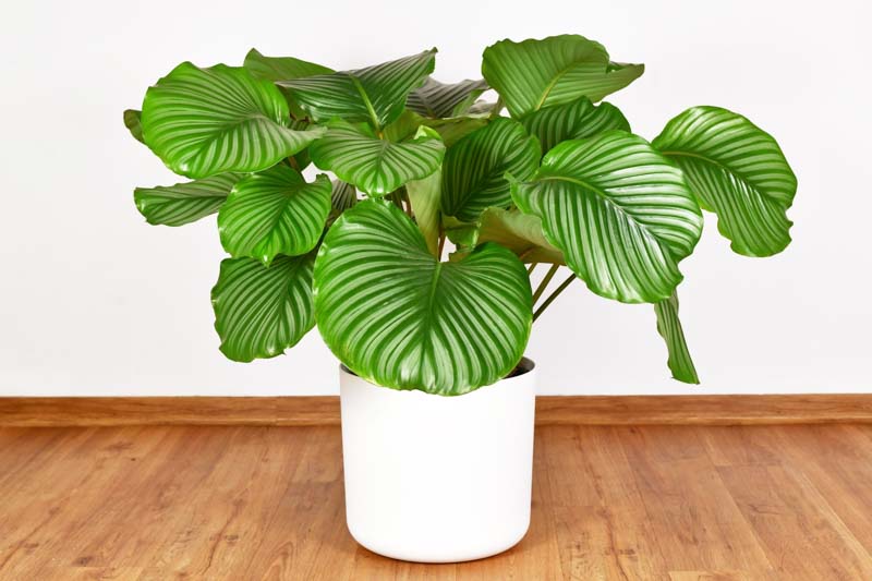 Calathea Orbifolia, Houseplant, Calathea rotundifolia, House Plant