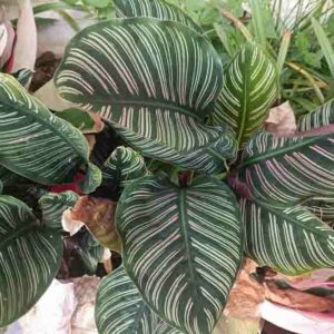 Calathea ornata, Pin-stripe Calathea, Pinstripe Calathea, Calathea Pinstripe, Houseplant