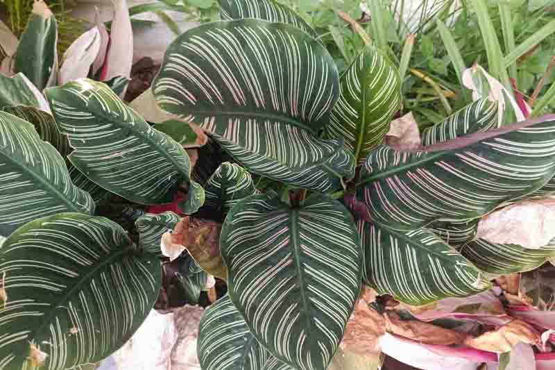 Calathea ornata, Pin-stripe Calathea, Pinstripe Calathea, Calathea Pinstripe, Houseplant