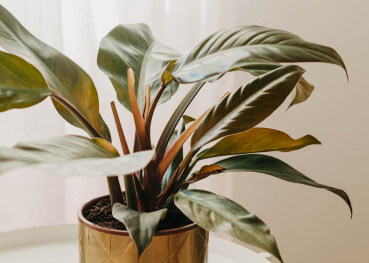 Philodendron 'Imperial Red', Imperial Red Philodendron, Houseplant,Houseplants