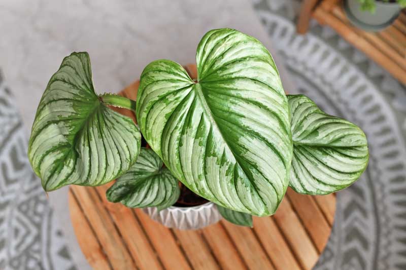 Philodendron Mamei, Blotched Philodendron, Houseplant, Houseplants, Variegated Houseplant