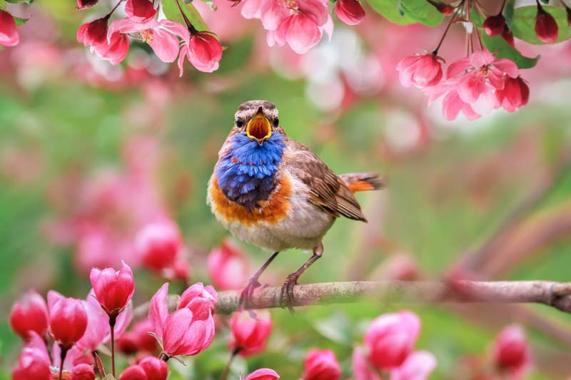 Spring Flowers, bird, apple tree,bird watching,songbird,luscinia svecica,
