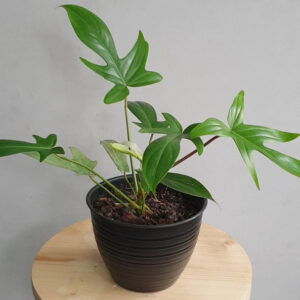 philodendron squamiferum, houseplant, houseplants