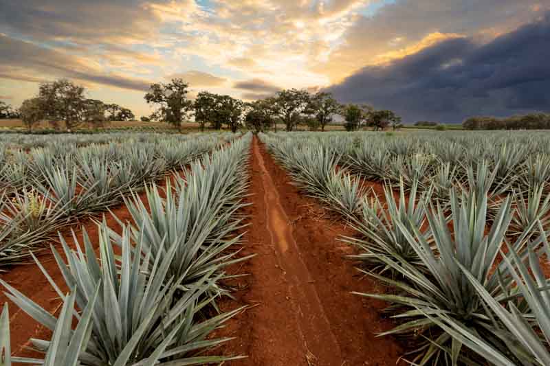 Blue Agave, Tequila Agave, Agave tequilana,