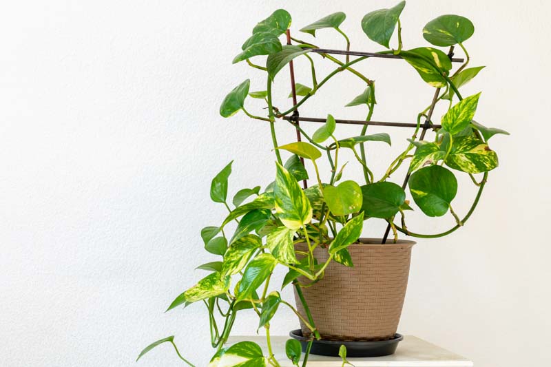 Golden Pothos, Devil's Ivy, Epipremnum aureum, Houseplant, Houseplants