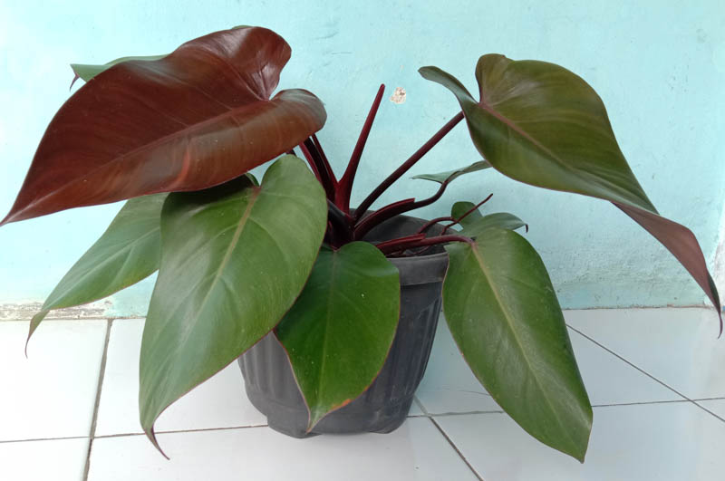 philodendron royal queen, royal queen philodendron, houseplant,houseplants