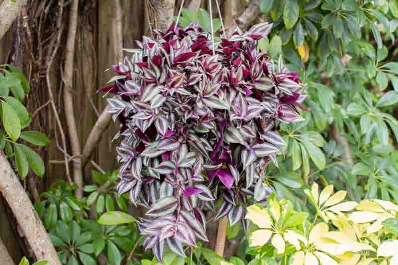 Tradescantia zebrina, Wandering Jew, Silver Inch Plant, Tradescantia pendula, Tradescantia tricolor, Tradescantia zebrina pendula