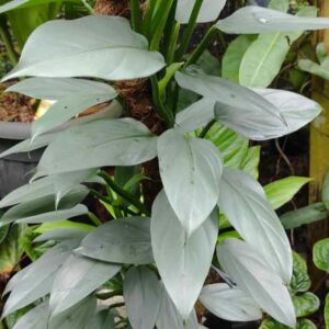 Philodendron Silver Sword, Silver Sword Philodendron, Philodendron hastatum, Houseplant, Houseplants