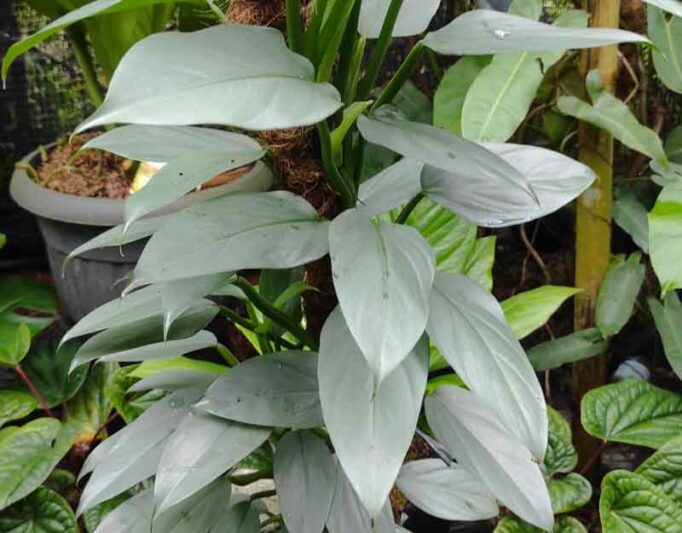 Philodendron Silver Sword, Silver Sword Philodendron, Philodendron hastatum, Houseplant, Houseplants