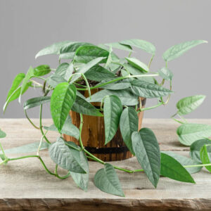 Cebu Blue Pothos, Epipremnum Pinnatum Cebu Blue. Silver Pothos, Silver Houseplant