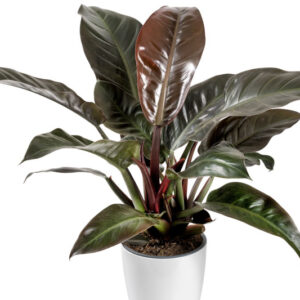 Philodendron 'Imperial Red', Imperial Red Philodendron, Houseplant,Houseplants