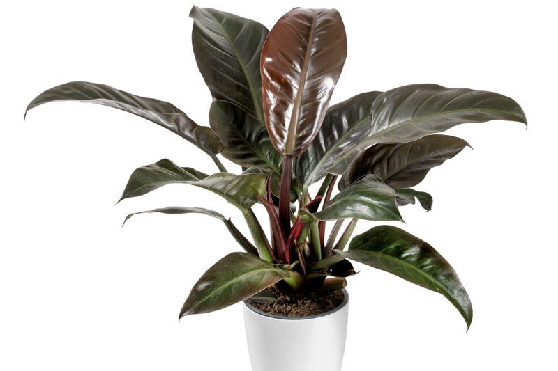 Philodendron 'Imperial Red', Imperial Red Philodendron, Houseplant,Houseplants