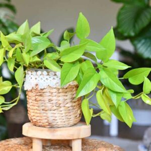 Neon Pothos, Epipremnum Aureum Neon, Golden Pothos, Golden Houseplant