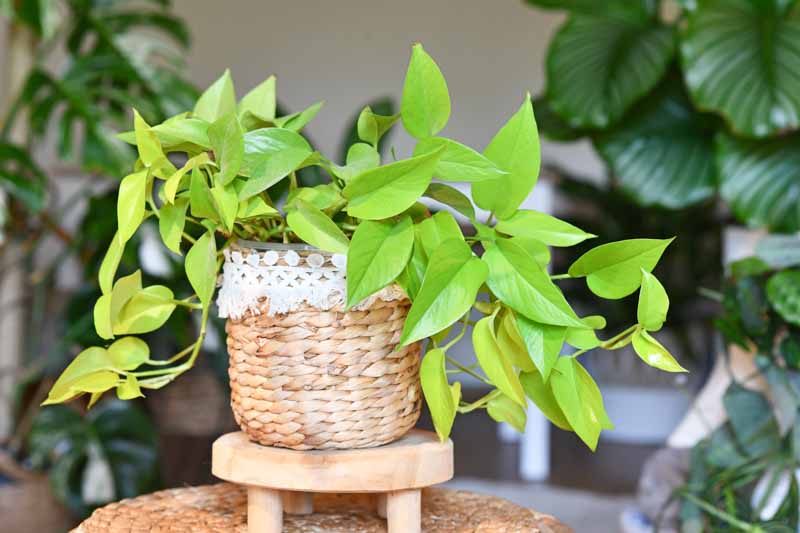 Neon Pothos, Epipremnum Aureum Neon, Golden Pothos, Golden Houseplant