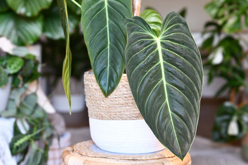 Philodendron Melanochrysum, Black Gold Philodendron, Houseplant, Houseplants