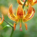 Lilium martagon 'Sunny Morning' in flower.