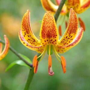 Lilium martagon 'Sunny Morning' in flower.
