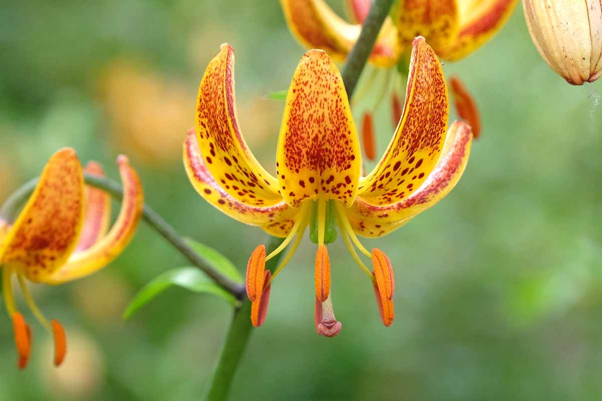 Lilium martagon 'Sunny Morning' in flower.
