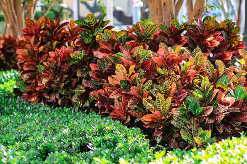 Croton, fire croton, garden croton, or variegated croton, Codiaeum variegatum