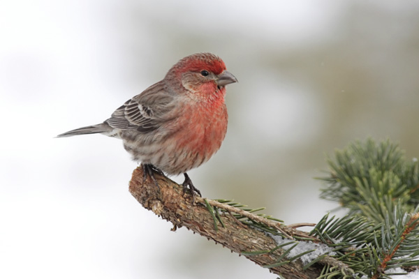 House Finch, Carpodacus mexicanus, Spruce