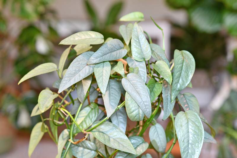 Cebu Blue Pothos, Epipremnum Pinnatum Cebu Blue. Silver Pothos, Silver Houseplant