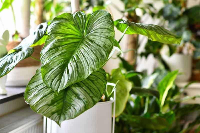 Philodendron Mamei, Blotched Philodendron, Houseplant, Houseplants, Variegated Houseplant