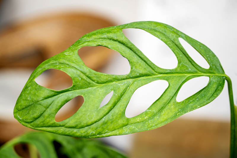 Monstera obliqua, Swiss Cheese plant, Houseplant, Indoor Plant, Monstera Leaf