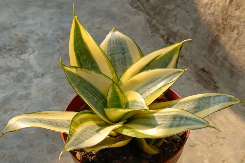 Snake Plant, Snake Plant Care, Bird Nest Snake plant, Sansevieria trifasciata 'Golden Hahnii', Dracaena trifasciata 'Golden Hahnii'