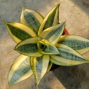 Snake Plant, Snake Plant Care, Bird Nest Snake plant, Sansevieria trifasciata 'Golden Hahnii', Dracaena trifasciata 'Golden Hahnii'