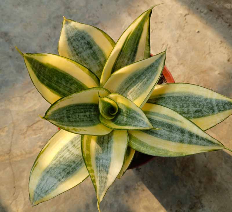 Snake Plant - Sansevieria trifasciata 'Golden Hahnii' - Plant Care 101